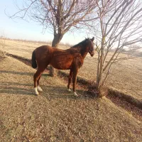 فروش کره اسب نریان|اسب و تجهیزات اسب‌سواری|ارومیه, |دیوار