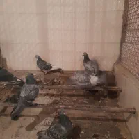 کبوتر پلاکی