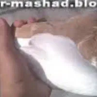 مادهچپزرد|پرنده|شوشتر, |دیوار