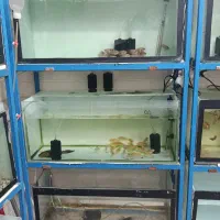 پایه و آکواریوم سه طبقه|ماهی|مشهد, اروند|دیوار