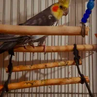 یه جفت عروس هلندی