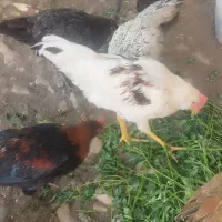 جوجه خروس محلی