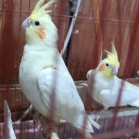 عروس پاریس|پرنده|شادگان, |دیوار