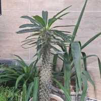 حراج گل وگلدان|گل و گیاه طبیعی|آبدانان, |دیوار