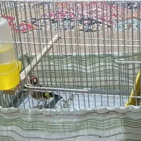 سهره نر|پرنده|خرمآباد, |دیوار