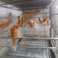 فروش قناری ردفکتور