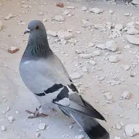 پرنده|پرنده|چرداول, |دیوار