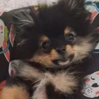 سگ پامر نر 5ماهه