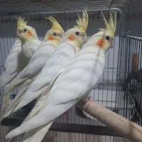 عروس هلندی تعداد و تک
