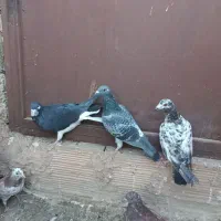 ۶کفترغریب گیری|پرنده|پاکدشت, پاکدشت (مامازند)|دیوار