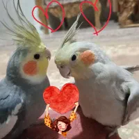 جفت عروس هلندی