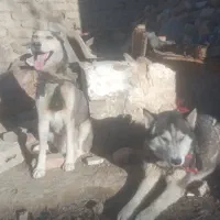 سگها ی هاسگی