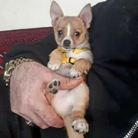 واگذاری سگ شیواوا پامر جیبی کم یاب