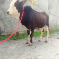 ورزا ماستی چالوسی جنس