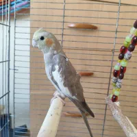 عروس هلندی ماده 5 ماهه