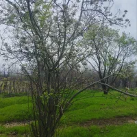 باغ ۲۰۶۵ متری در کرند|فروش زمین و ملک کلنگی|دالاهو, |دیوار