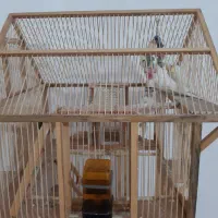 پرنده جفت لوتینو با قفس دست ساز چوبی|پرنده|فیروزکوه, |دیوار