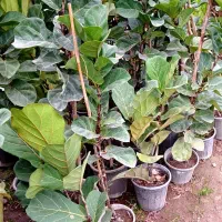 فیکوس لیراتا تعداد