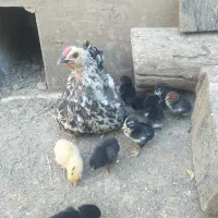 مرغ گلین اصل با جوجه گلین اصل