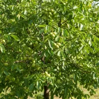 فرصتی که نمی‌توان از دست دادنهال گردوی خاص و پرسود|گل و گیاه طبیعی|تاکستان, |دیوار