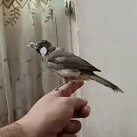 سهره قناری