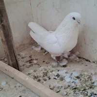 کبوتر ماده سفید،اراکی،تهرانی،شمرونی