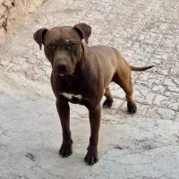 سگ پیتبول آمریکایی نر اصیل