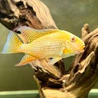 ماهی آکواریوم هکلی آلبینو گلد وارداتی A+
