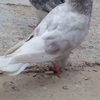 کبوتر ....چاقو