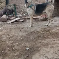 سگ پژی|سگ|قزوین, |دیوار