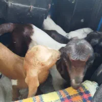 6عدد بز آبستن وزایده