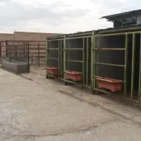 گاوداری 100 راسی شیری|فروش دفتر صنعتی، کشاورزی، تجاری|مشهد, شهرآباد|دیوار