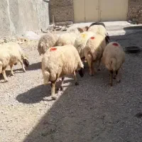یازده میش سالم و درجه یک|حیوانات مزرعه|کرمانشاه, |دیوار