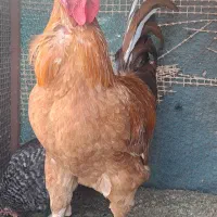 خروس|حیوانات مزرعه|یزد, |دیوار