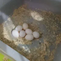 خریدار تخم عروس هلندی