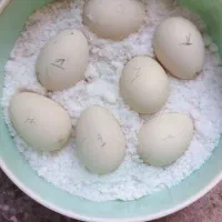 تخم لاری دنگ بالا