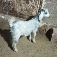 کهره ماده چرایی