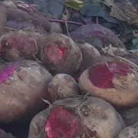 لبو شب یلدا