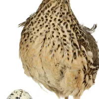 بلدرچین گوشتی و تخم گذار