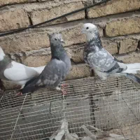 کبوتر کفتر|پرنده|شهریار, شهریار|دیوار