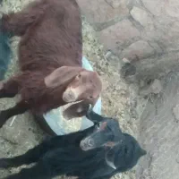 الاغ جوان و ۳ تا بزغاله|حیوانات مزرعه|کوهدشت, |دیوار