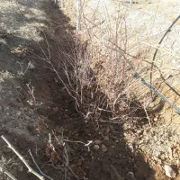 نهال بادام و گردوی محلی ۲ ساله