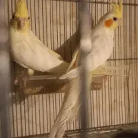 جوجه عروس هلندی دونخور یکجا و تکی|پرنده|آستارا, |دیوار