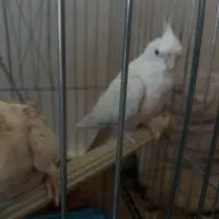 عروس هلندی گمشده