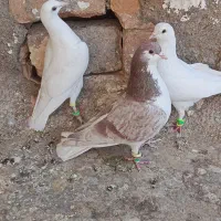 سه تاحیون پرشی