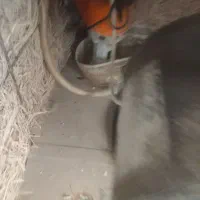 کولر آبی ۳۵۰۰ جنرال|کولر آبی|پرند, فاز ۵|دیوار