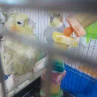 قیمت ۲۵۰۰۰۰۰۰|پرنده|قزوین, |دیوار