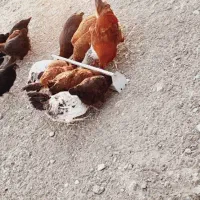 جوجه های فره|حیوانات مزرعه|مرادلو, |دیوار