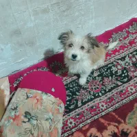 سگ پاپی تربیت شده