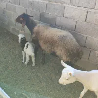 میش افشاری|حیوانات مزرعه|تفت, |دیوار